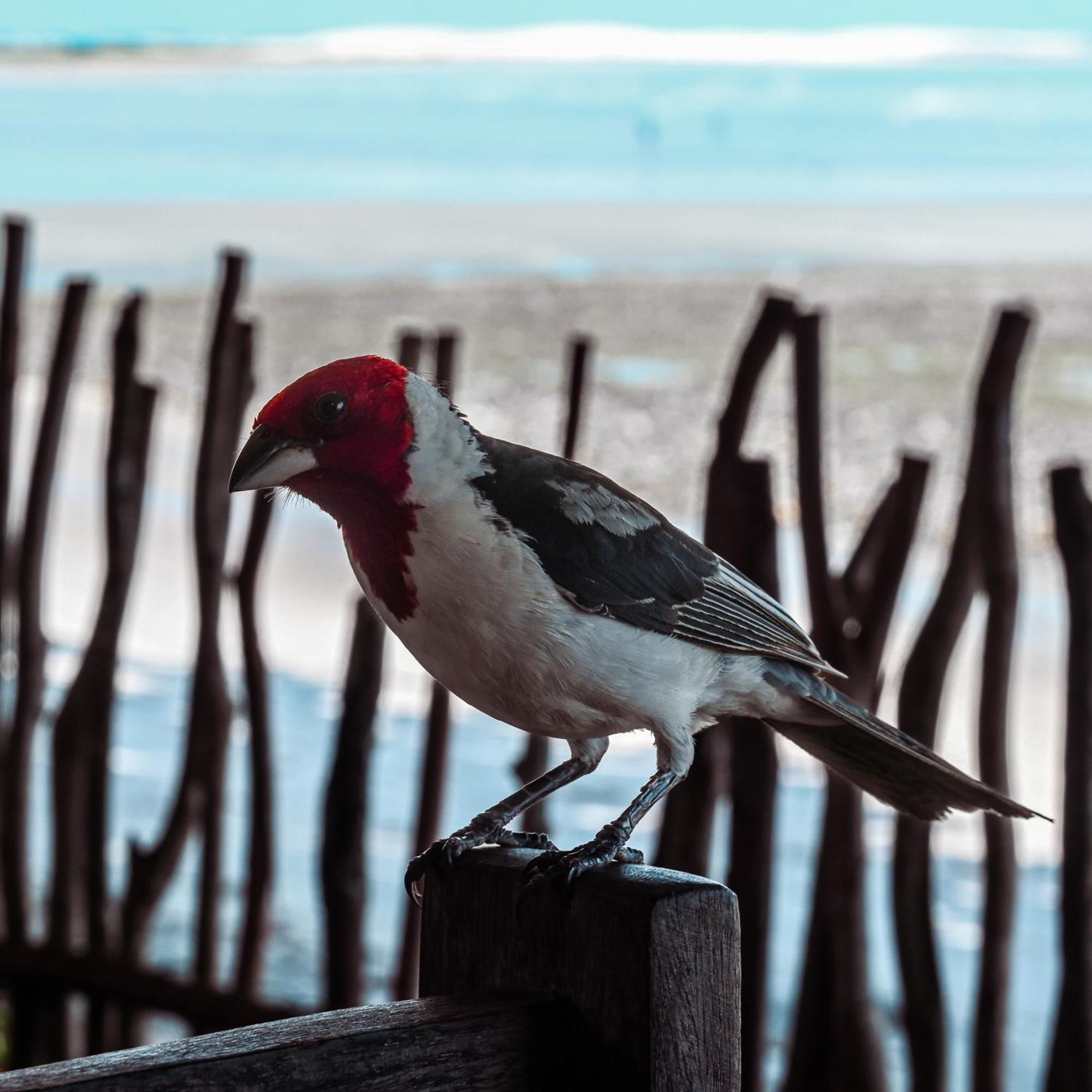 Pousada Ponta Da Pedra Jijoca de Jericoacoara Exterior foto